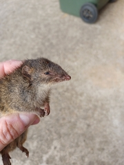 Antechinus minimus