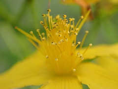 Hypericum perforatum