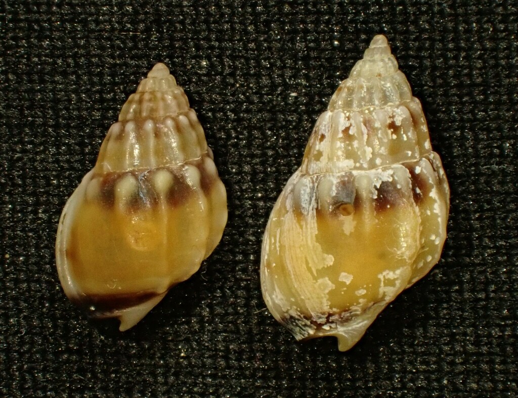 Burchard's Dogwhelk