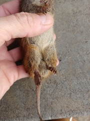 Antechinus minimus