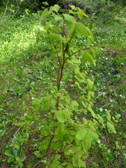 Vaccinium alaskaense