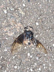 Cryptotympana holsti