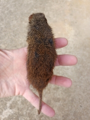 Antechinus minimus