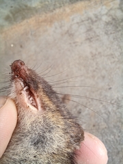 Antechinus minimus