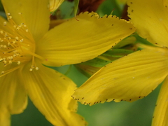 Hypericum perforatum