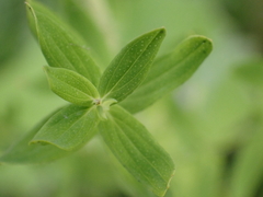 Hypericum perforatum