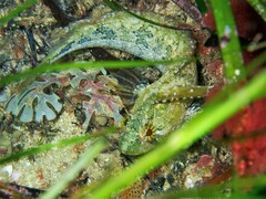 Heteroclinus adelaidae