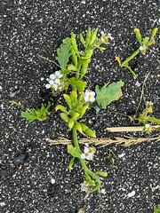 Cakile arctica