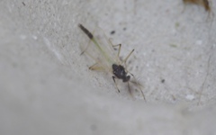 Microtendipes