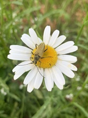 Lepturobosca chrysocoma