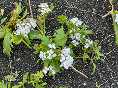 Cakile arctica