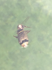 Thermonectus