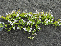Cakile arctica