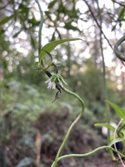 Clematis pubescens