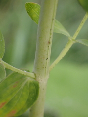 Hypericum perforatum