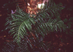 Vandenboschia cyrtotheca