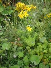 Hypericum perforatum