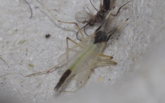 Microtendipes