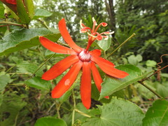 Passiflora tholozanii