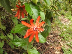 Passiflora tholozanii