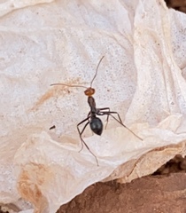 Myrmecocystus melliger