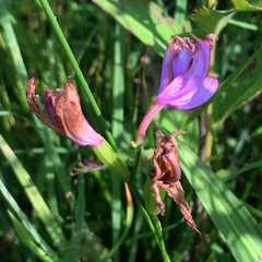 Calopogon tuberosus tuberosus