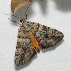 Catocala lineella