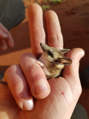 Sminthopsis macroura