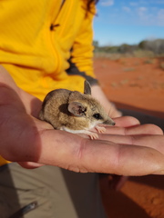 Sminthopsis macroura
