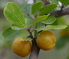 Petalostigma banksii