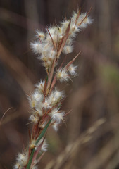 Cymbopogon bombycinus