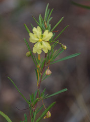 Hibbertia stirlingii