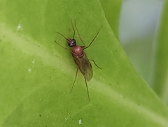 Camponotus variegatus