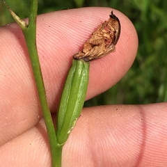 Calopogon tuberosus tuberosus