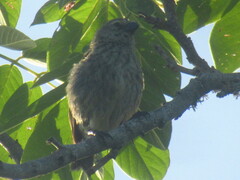 Camarhynchus psittacula