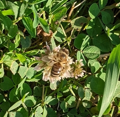 Apis mellifera
