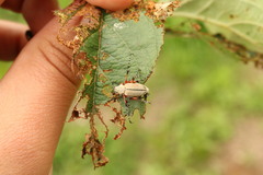 Macrodactylus mexicanus