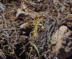 Triteleia ixioides anilina