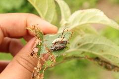 Macrodactylus mexicanus