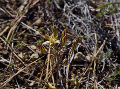 Triteleia ixioides anilina