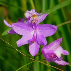 Calopogon tuberosus tuberosus