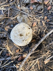 Lycoperdon subcretaceum