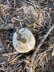 Lycoperdon subcretaceum