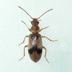 Notoxus desertus