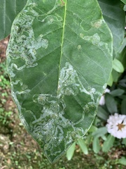 Phyllocnistis magnoliella