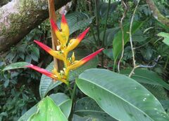 Heliconia schumanniana