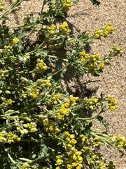 Rorippa subumbellata