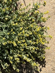 Rorippa subumbellata