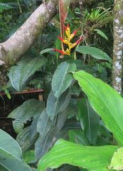 Heliconia schumanniana