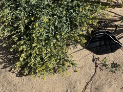 Rorippa subumbellata